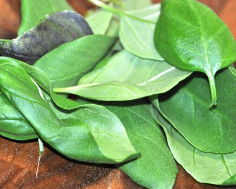 Fresh Basil Basil