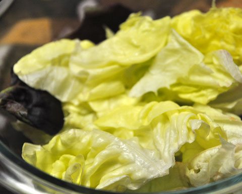 Lettuce for salad