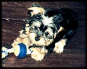 Yorkshire Terrier Puppy