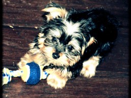 Yorkshire Terrier Puppy