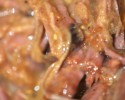 Chuck Roast