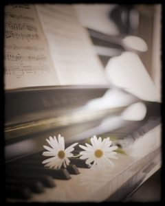 Daisies on Piano