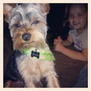 yorkie