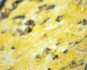 Brunch Casserole
