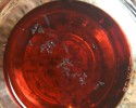Get Rid of Gnats