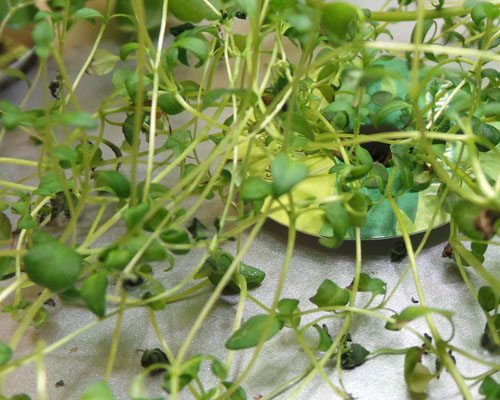 Thyme
