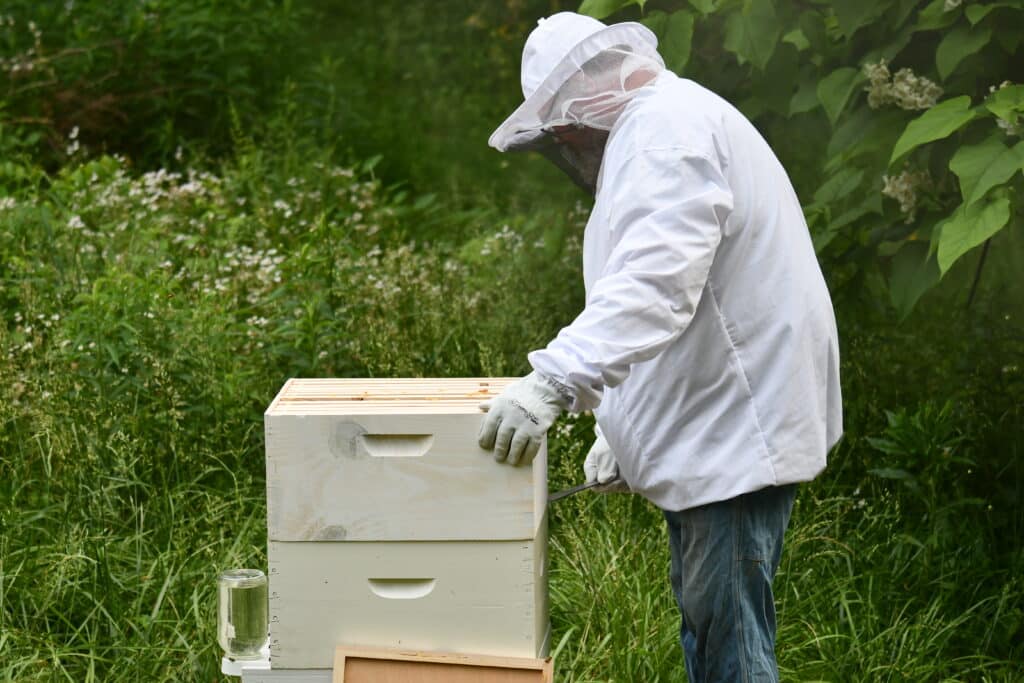 Beekeeper inspecting hive