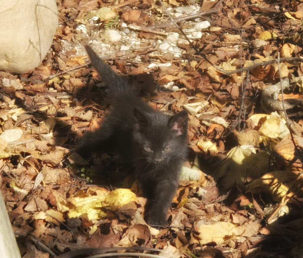 Black Kitten walking in wooded area