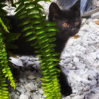 Greenhouse Panther