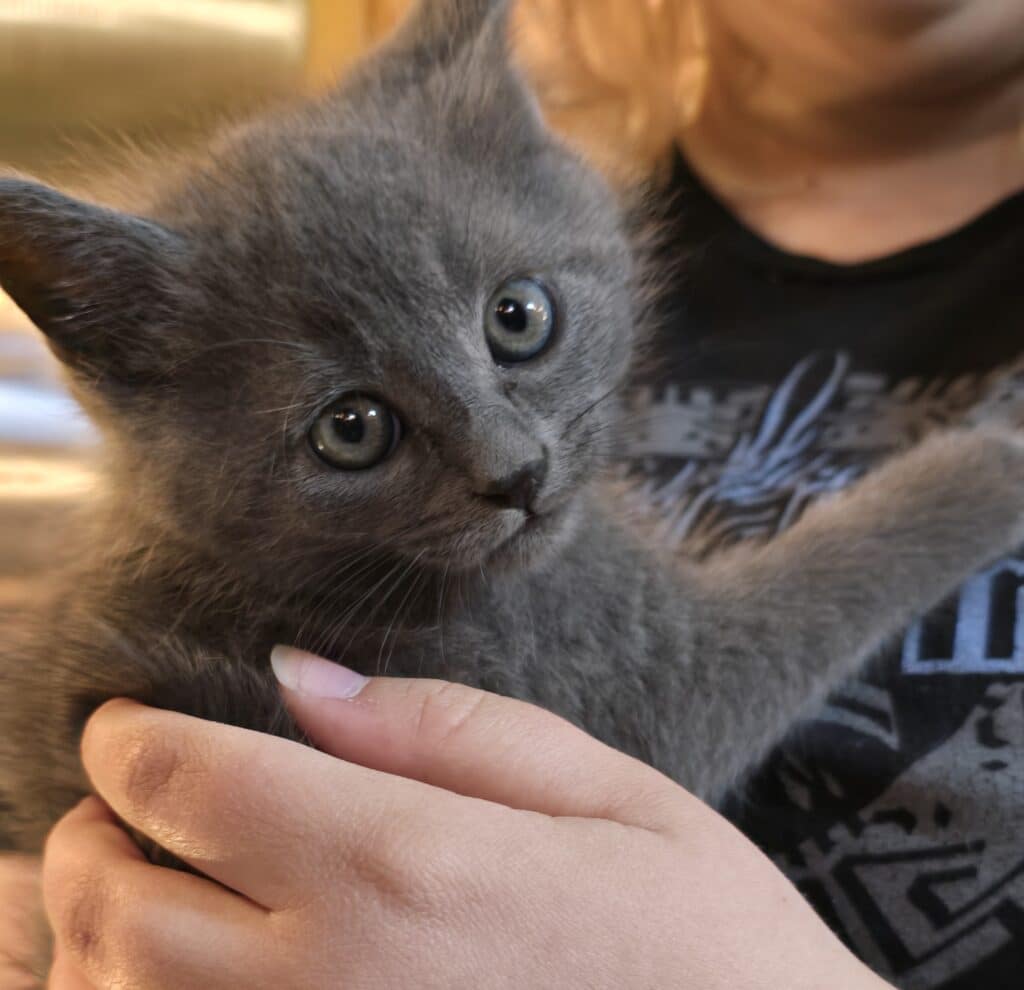 Grey Kitten